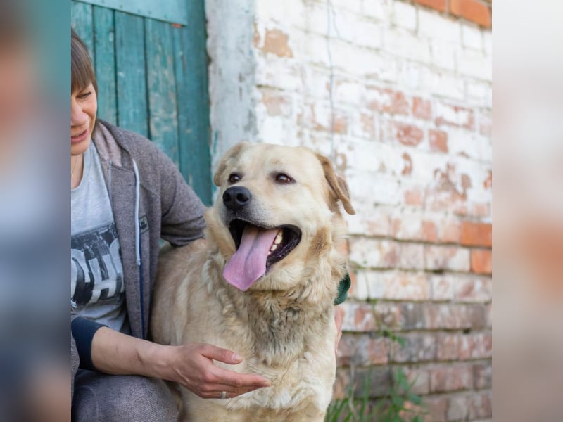 Großer Bär Hank wartet auf seine Menschen (Ukraine)