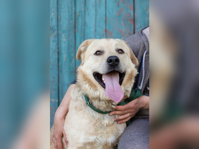 Großer Bär Hank wartet auf seine Menschen (Ukraine)