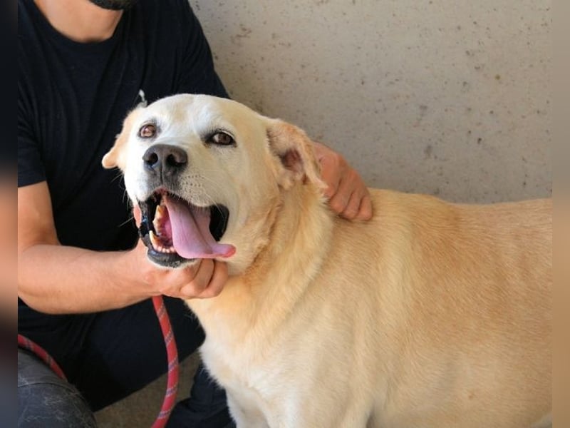 Daffyd - Zwei Seelen. Zwei Geschichten. Ein Ziel.