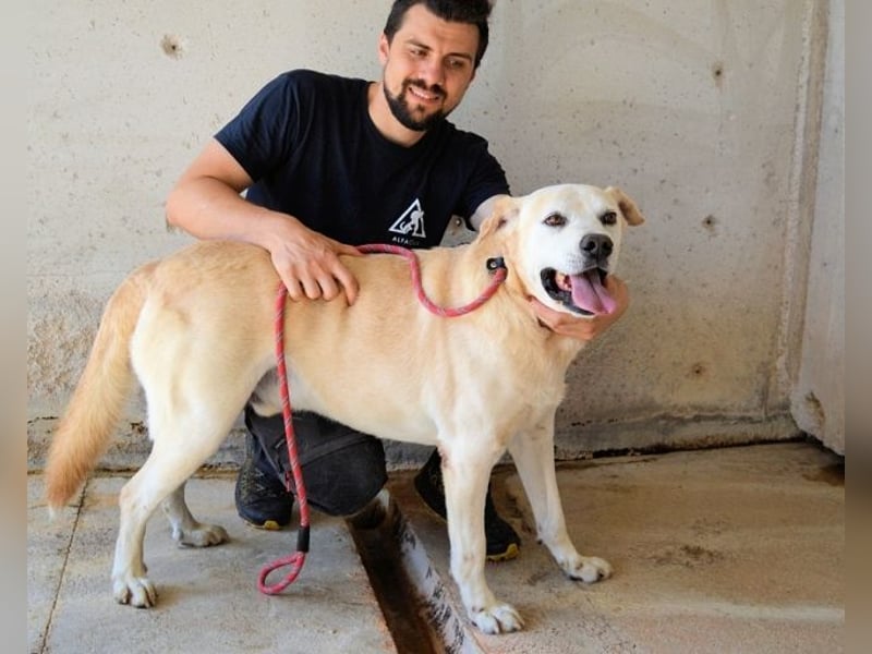 Daffyd - Zwei Seelen. Zwei Geschichten. Ein Ziel.