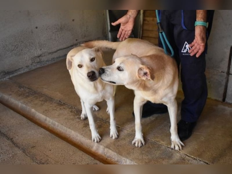 Daffyd - Zwei Seelen. Zwei Geschichten. Ein Ziel.