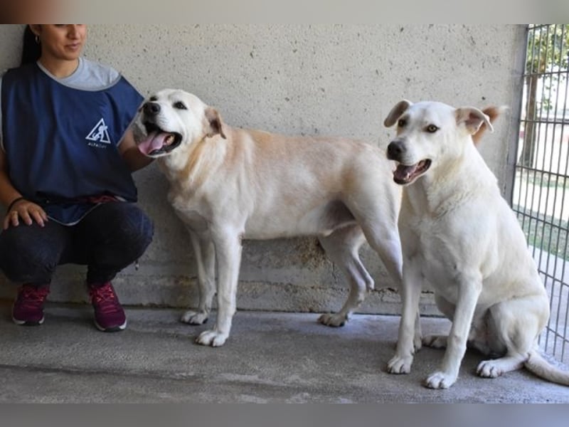 Daffyd - Zwei Seelen. Zwei Geschichten. Ein Ziel.