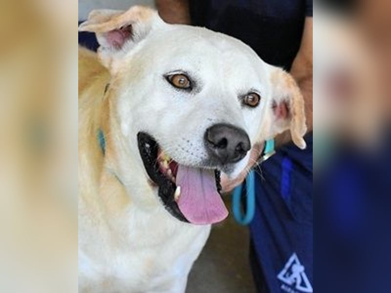 Daffyd - Zwei Seelen. Zwei Geschichten. Ein Ziel.