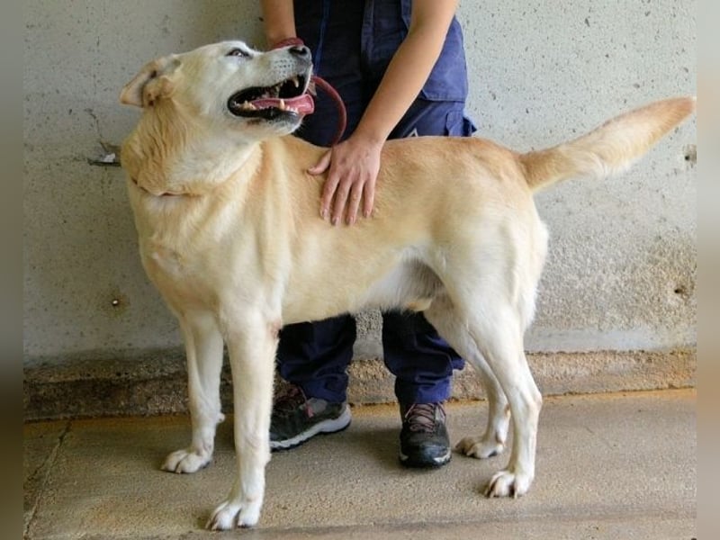 Daffyd - Zwei Seelen. Zwei Geschichten. Ein Ziel.
