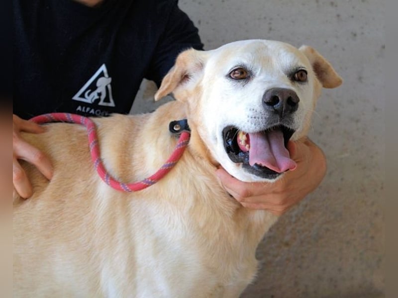 Daffyd - Zwei Seelen. Zwei Geschichten. Ein Ziel.