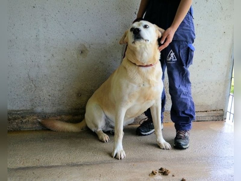 Daffyd - Zwei Seelen. Zwei Geschichten. Ein Ziel.