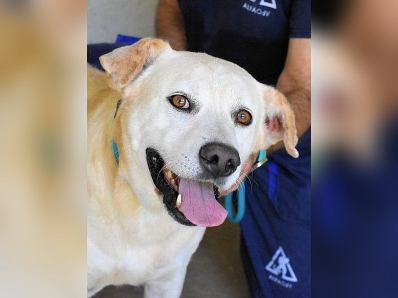 Daffyd - Zwei Seelen. Zwei Geschichten. Ein Ziel.