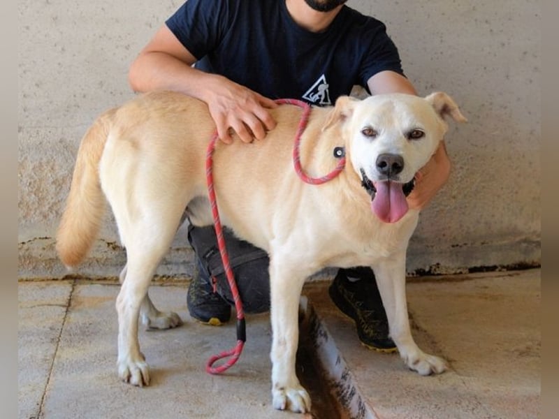 Daffyd - Zwei Seelen. Zwei Geschichten. Ein Ziel.