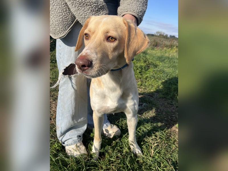 Joska braucht ein Zuhause