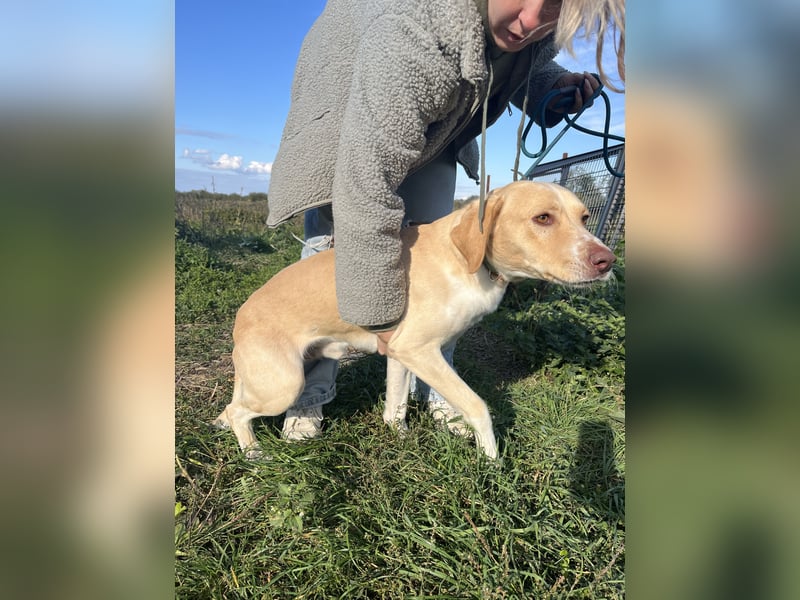 Joska braucht ein Zuhause