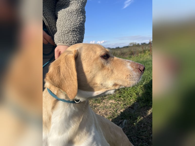 Joska braucht ein Zuhause