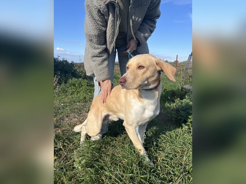 Joska braucht ein Zuhause