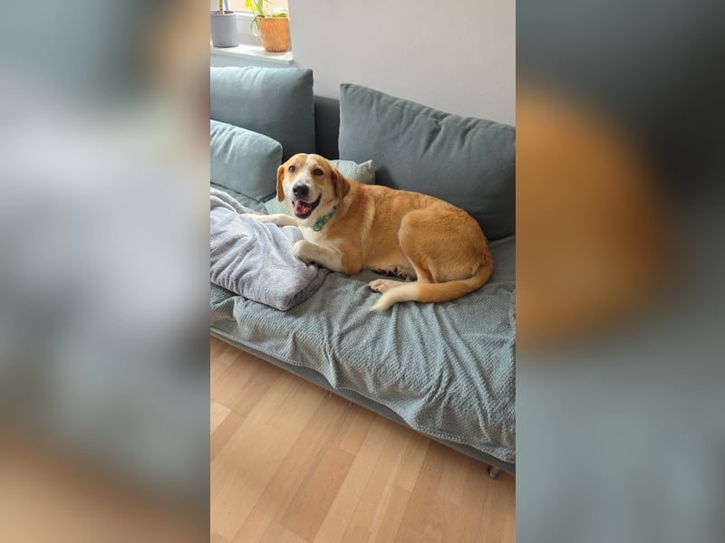 Maya sucht ihr endgültiges Zuhause - Pflegestelle in Frankfurt am Main