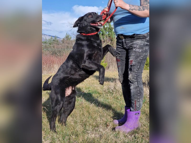Aktiver Labrador „Blacky II“, ca. 2020/2021 geb., gut verträglich.