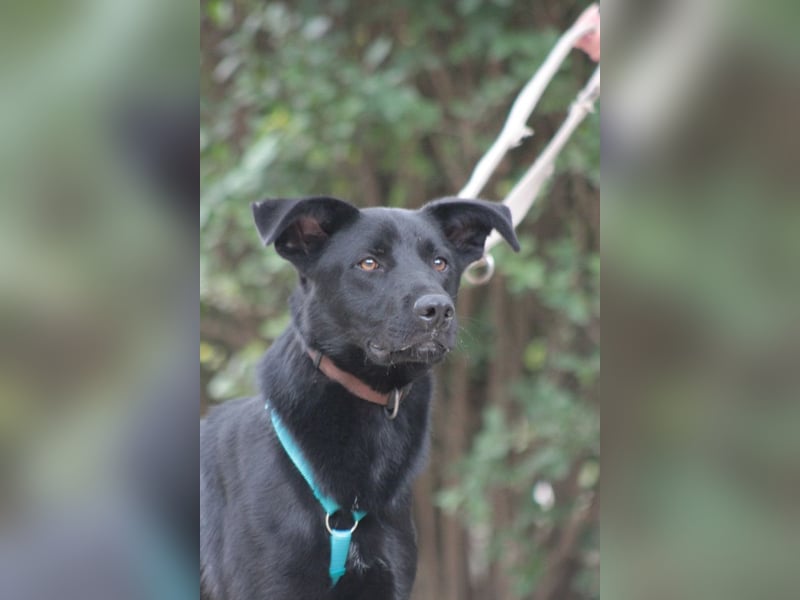 Lindt - charmanter, verspielter, verschmuster Labbi Mix Rüde