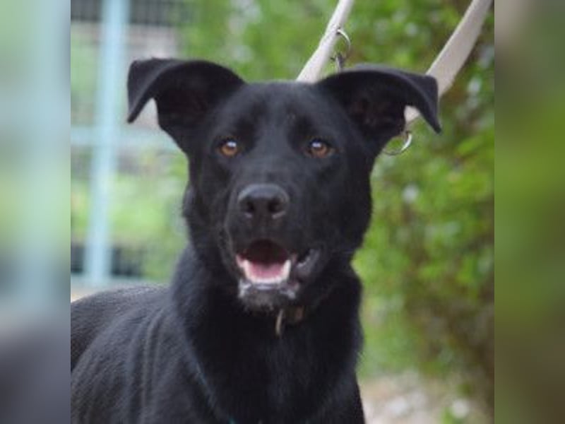 Lindt - charmanter, verspielter, verschmuster Labbi Mix Rüde