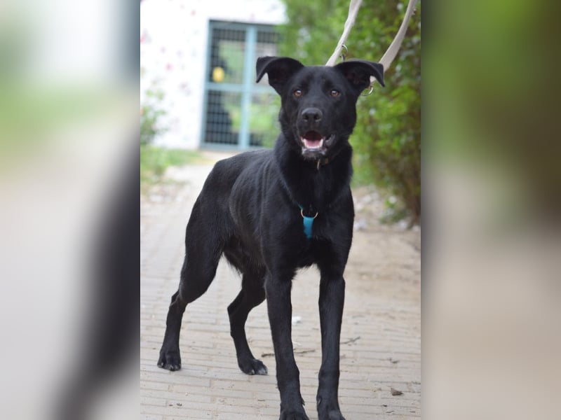 Lindt - charmanter, verspielter, verschmuster Labbi Mix Rüde