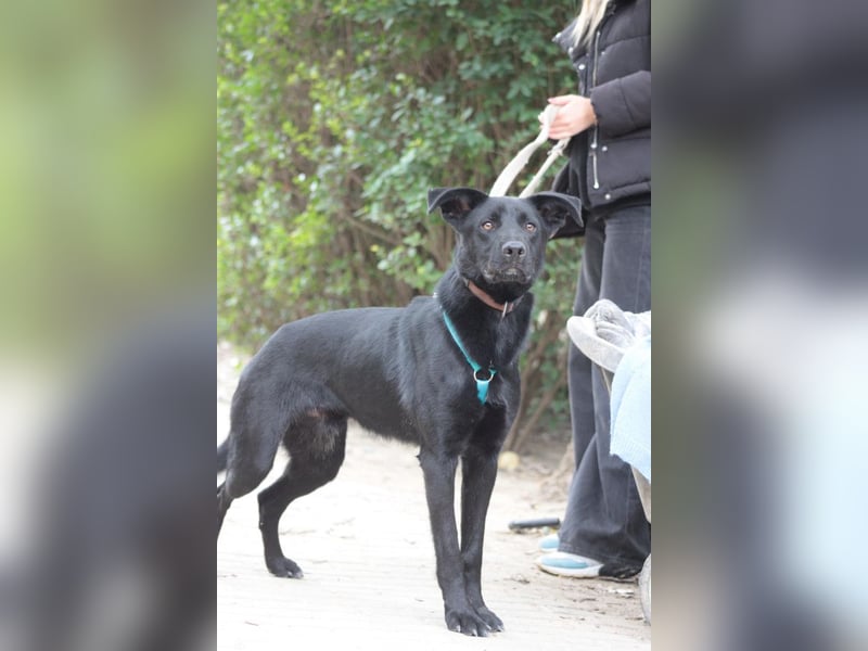 Lindt - charmanter, verspielter, verschmuster Labbi Mix Rüde