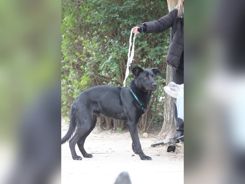 Lindt - charmanter, verspielter, verschmuster Labbi Mix Rüde