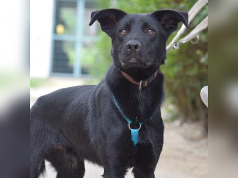 Lindt - charmanter, verspielter, verschmuster Labbi Mix Rüde