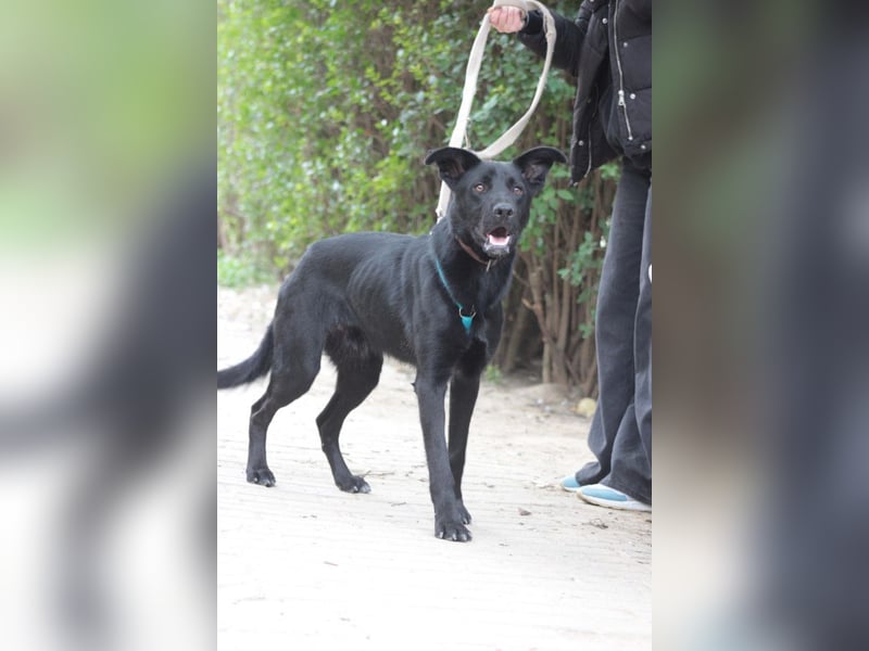 Lindt - charmanter, verspielter, verschmuster Labbi Mix Rüde