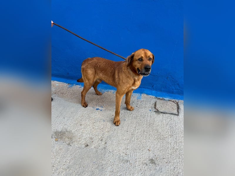 Tommy  – sanfter Riese mit großem Herzen sucht sein Zuhause