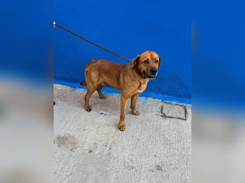 Tommy  – sanfter Riese mit großem Herzen sucht sein Zuhause