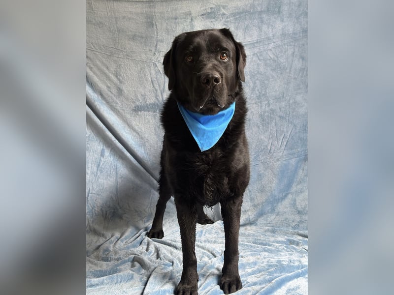 Lupi - Wunderschöner Kuschelbär sucht seine Menschen!