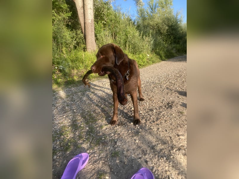 Brauner Labrador Retriever mit Ahnentafel