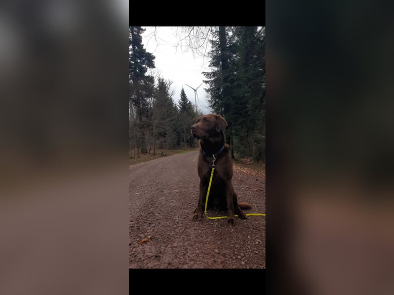 Brauner Labrador Retriever mit Ahnentafel