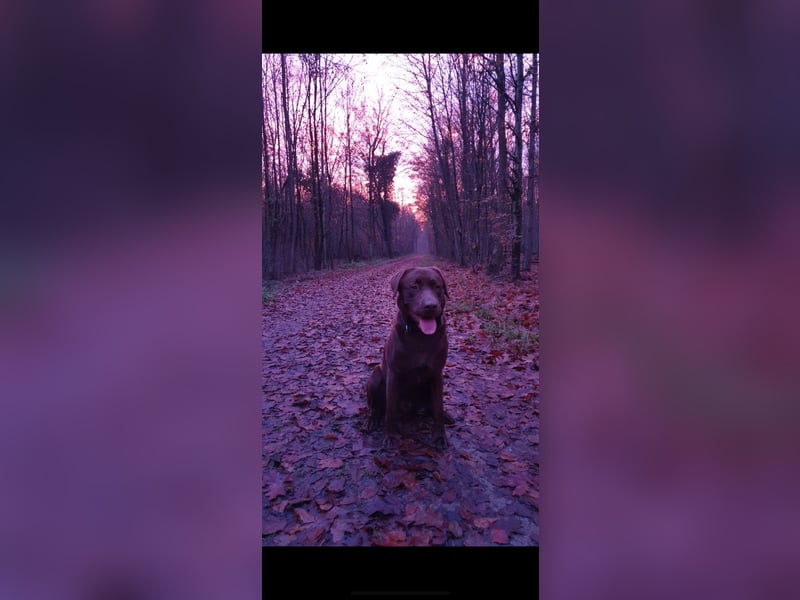 Brauner Labrador Retriever mit Ahnentafel