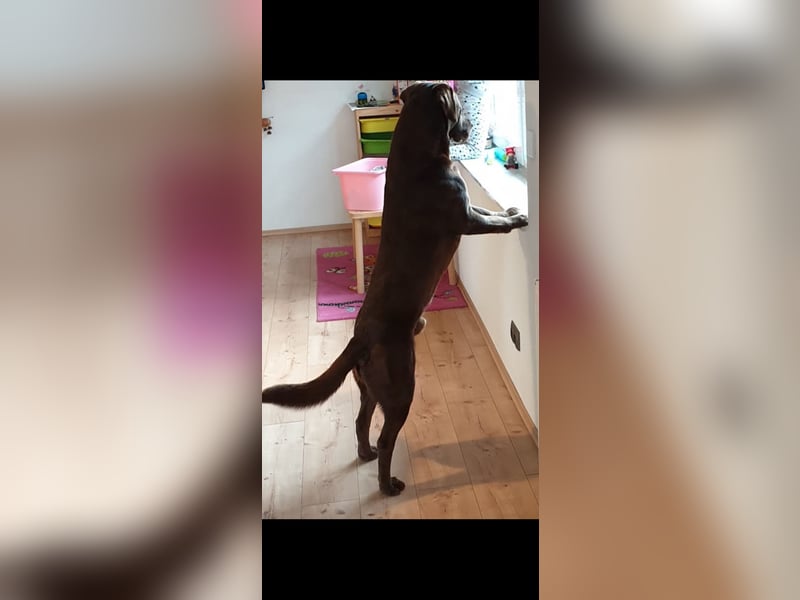 Brauner Labrador Retriever mit Ahnentafel