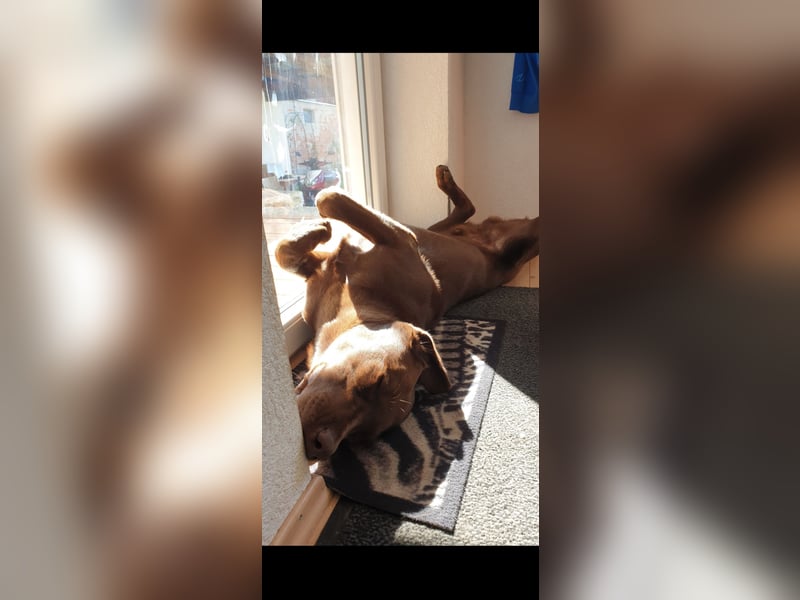 Brauner Labrador Retriever mit Ahnentafel