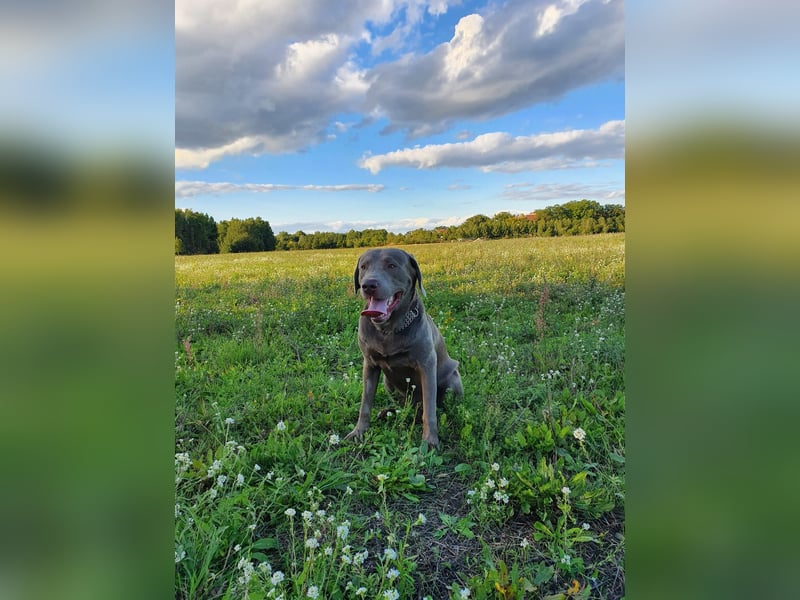 Deckrüde Harald von der PlauerSeelandschaft mit Ahnennachweis