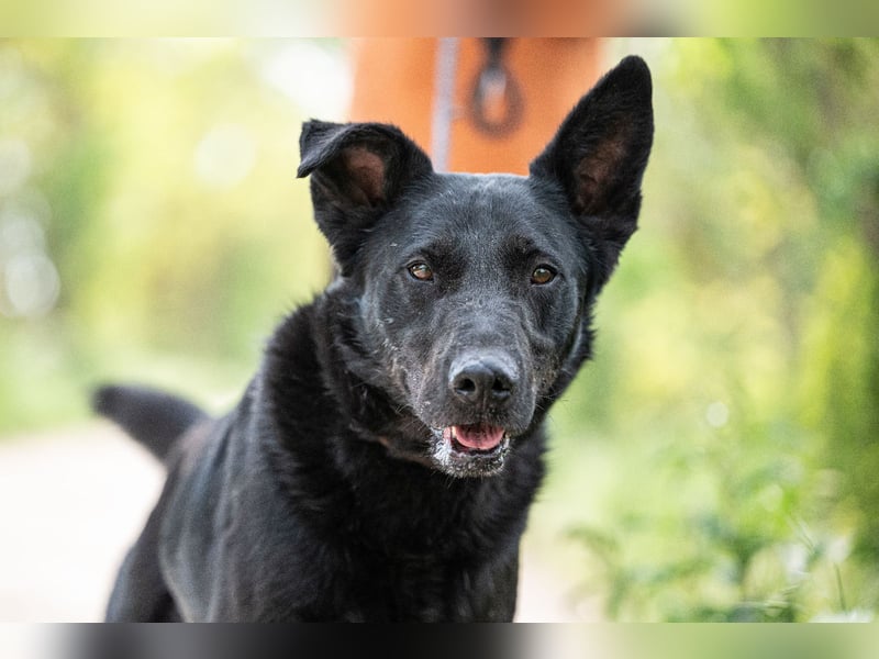 Cody VA – imposanter Schäferhund-Mix sucht erfahrenes Zuhause 