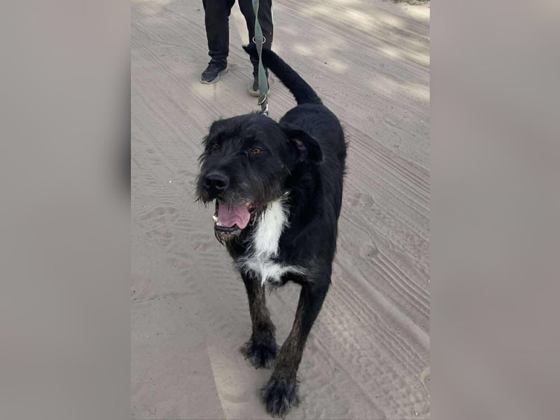 Helmut KK – wünscht sich eine liebe Familie