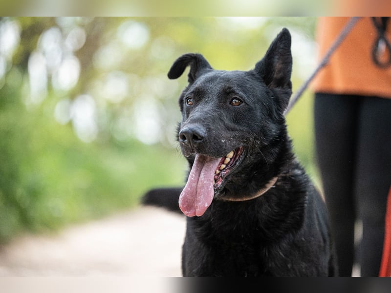 Cody VA – imposanter Schäferhund-Mix sucht erfahrenes Zuhause 