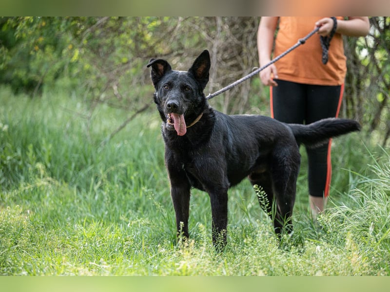 Cody VA – imposanter Schäferhund-Mix sucht erfahrenes Zuhause 