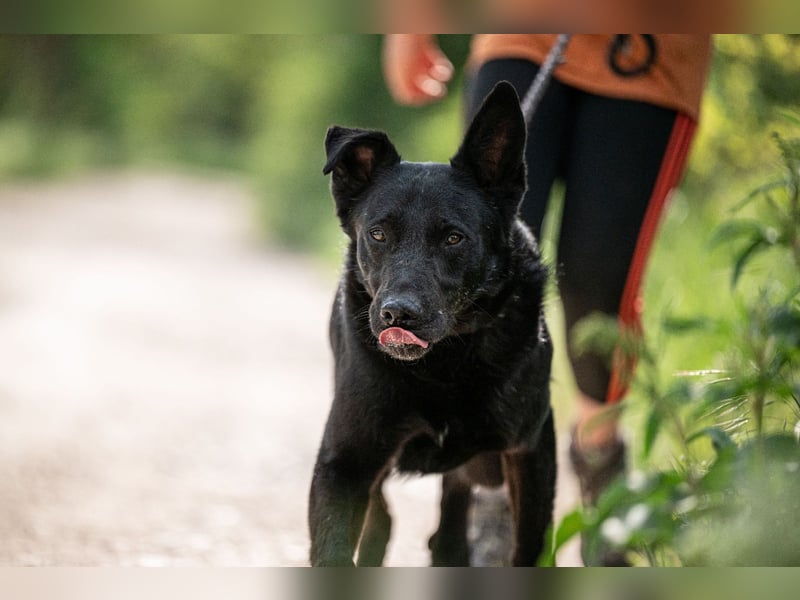 Cody VA – imposanter Schäferhund-Mix sucht erfahrenes Zuhause 