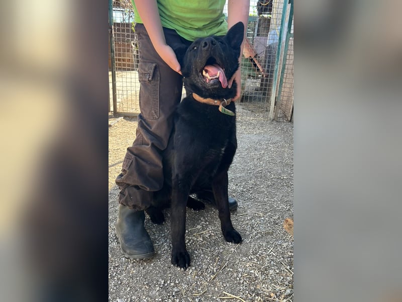 Cody VA – imposanter Schäferhund-Mix sucht erfahrenes Zuhause 