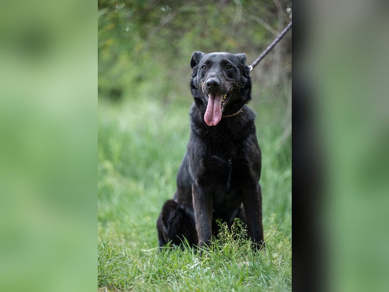 Cody VA – imposanter Schäferhund-Mix sucht erfahrenes Zuhause 