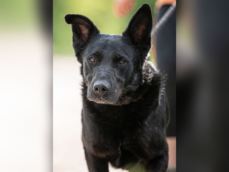 Cody VA – imposanter Schäferhund-Mix sucht erfahrenes Zuhause 