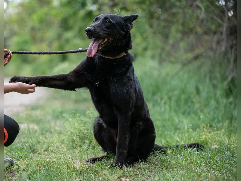 Cody VA – imposanter Schäferhund-Mix sucht erfahrenes Zuhause 