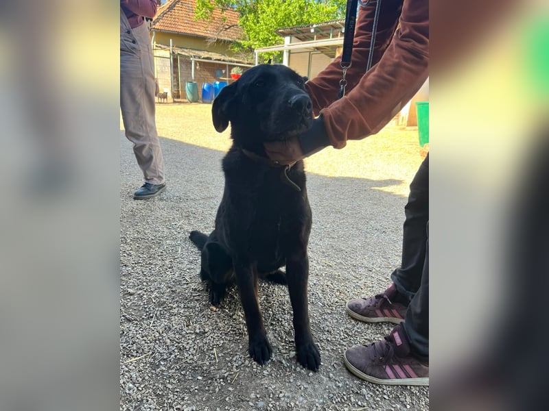 Cody VA – imposanter Schäferhund-Mix sucht erfahrenes Zuhause 