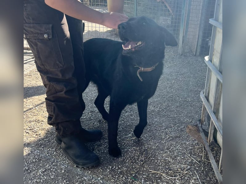 Cody VA – imposanter Schäferhund-Mix sucht erfahrenes Zuhause 