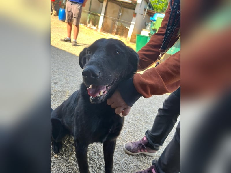 Cody VA – imposanter Schäferhund-Mix sucht erfahrenes Zuhause 