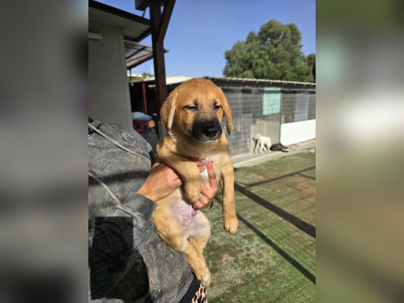 Egidio: Lausbub zum Verlieben