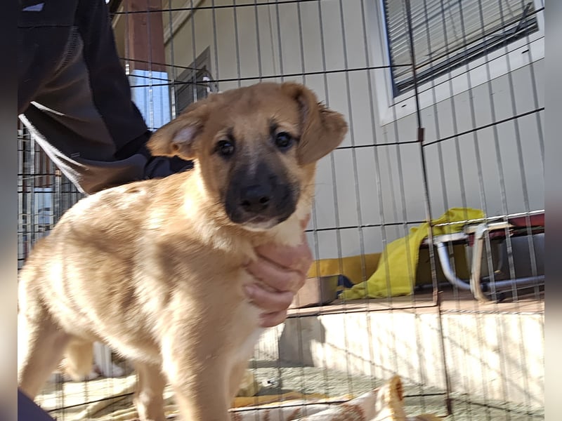 Egidio: Lausbub zum Verlieben