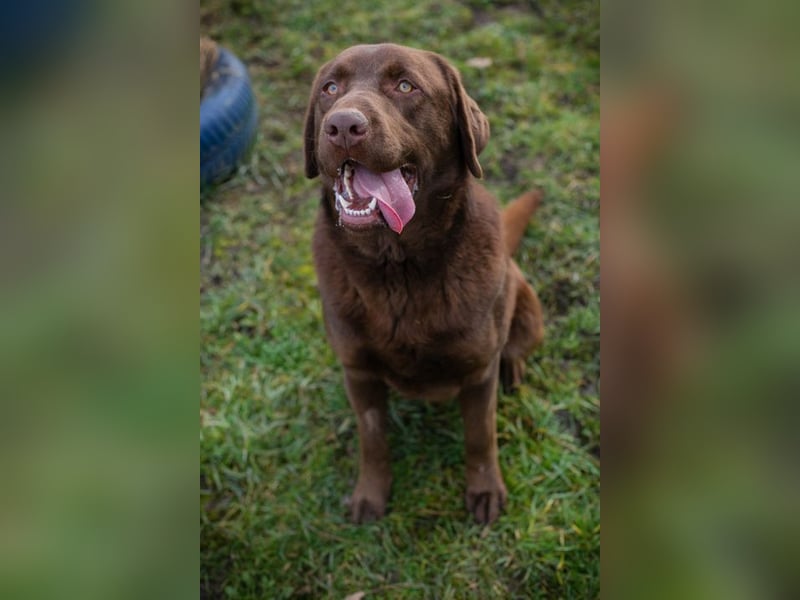 CHESTER - ich suche ein Zuhause, in dem ich gefordert und geliebt werde!