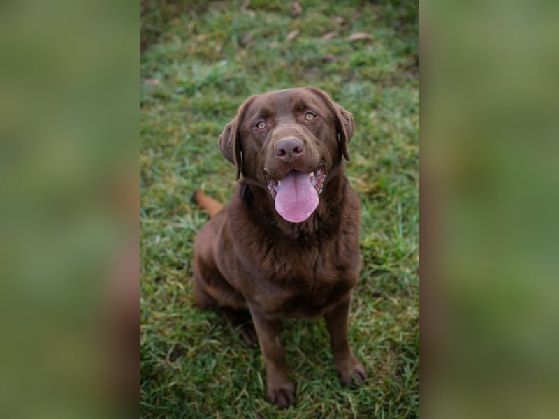 CHESTER - ich suche ein Zuhause, in dem ich gefordert und geliebt werde!